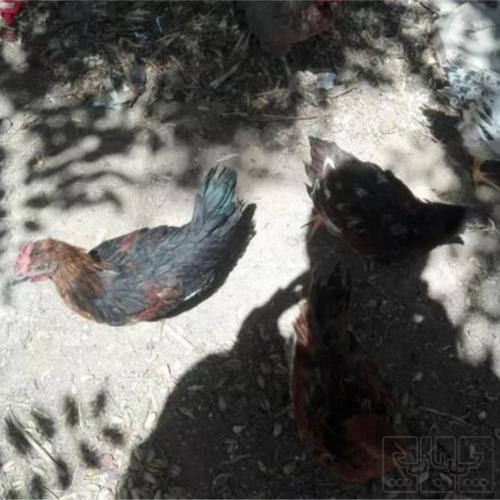 خانه و  آشپزخانه - حیوانات - پرندگان