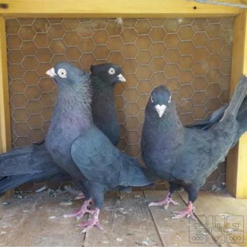 خانه و  آشپزخانه - حیوانات - پرندگان