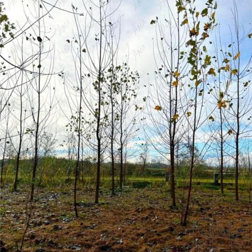 زمین زراعی - انتقال مالکیت قطعی