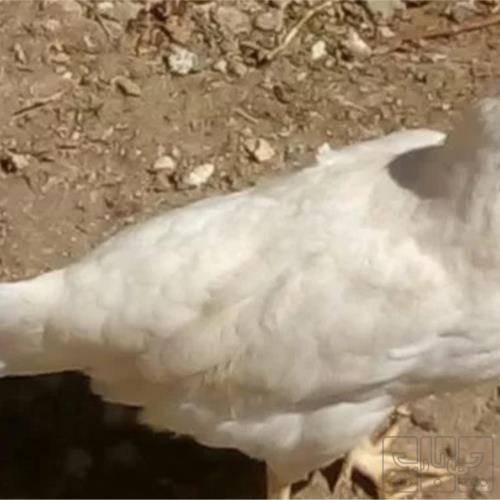خانه و  آشپزخانه - حیوانات - پرندگان