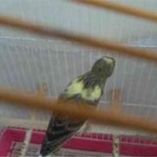 خانه و  آشپزخانه - حیوانات - پرندگان