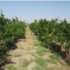باغ و باغچه - انتقال مالکیت قطعی - ملکی