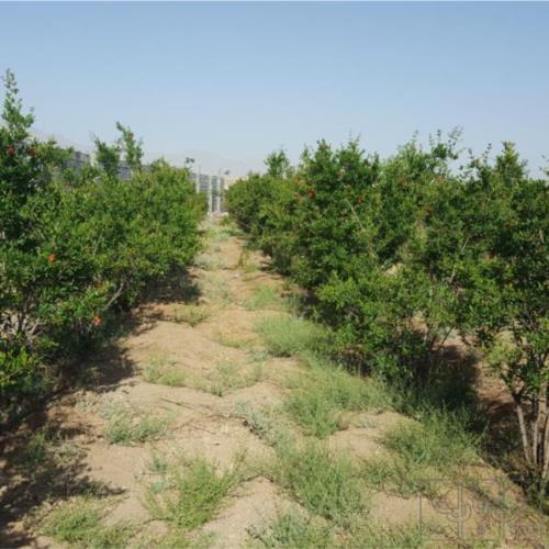 باغ و باغچه - انتقال مالکیت قطعی - ملکی