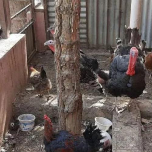 خانه و  آشپزخانه - حیوانات - پرندگان