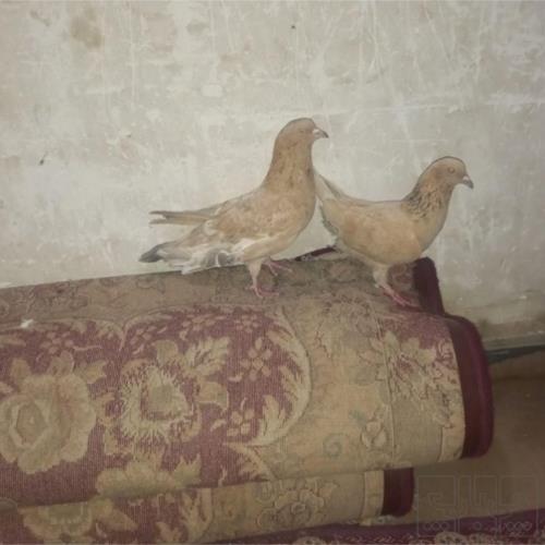 خانه و  آشپزخانه - حیوانات - پرندگان