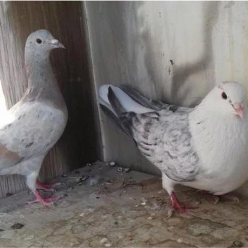 خانه و  آشپزخانه - حیوانات - پرندگان