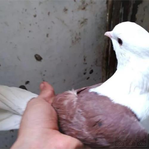 خانه و  آشپزخانه - حیوانات - پرندگان