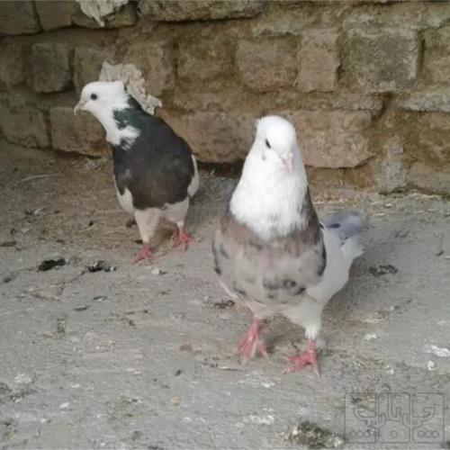 خانه و  آشپزخانه - حیوانات - پرندگان