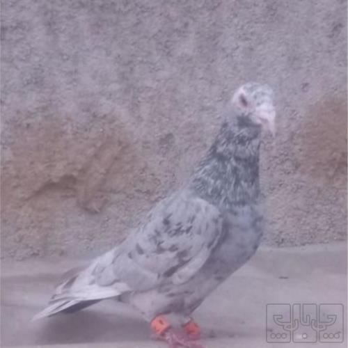 خانه و  آشپزخانه - حیوانات - پرندگان