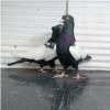 خانه و  آشپزخانه - حیوانات - پرندگان