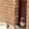 خانه و  آشپزخانه - حیوانات - پرندگان