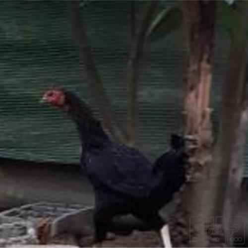 خانه و  آشپزخانه - حیوانات - پرندگان