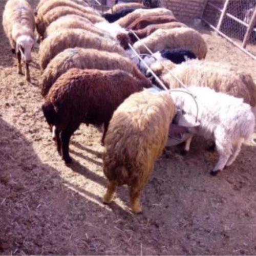 خانه و  آشپزخانه - حیوانات - پستانداران