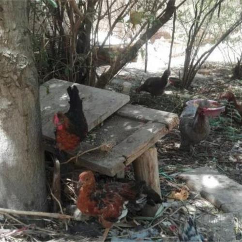 خانه و  آشپزخانه - حیوانات - پرندگان