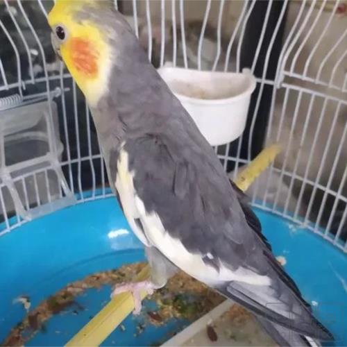 خانه و  آشپزخانه - حیوانات - پرندگان