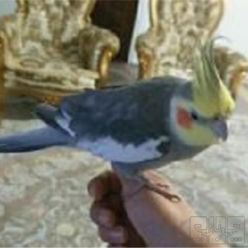 خانه و  آشپزخانه - حیوانات - پرندگان