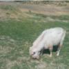 خانه و  آشپزخانه - حیوانات - پستانداران