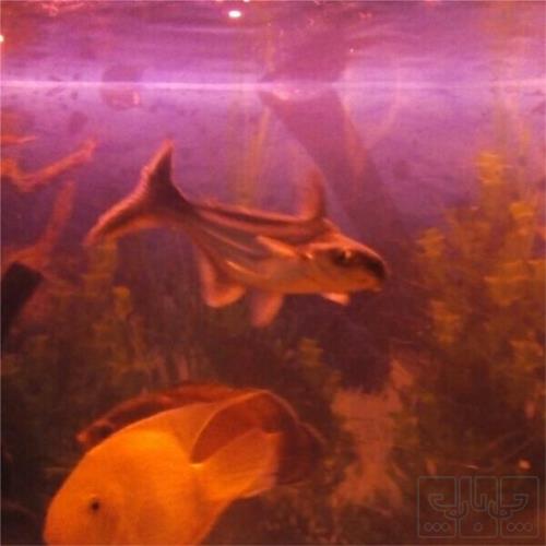 فرهنگی و تفریحی - اماکن تفریحی و سرگرمی - ورودی و استفاده از خدمات