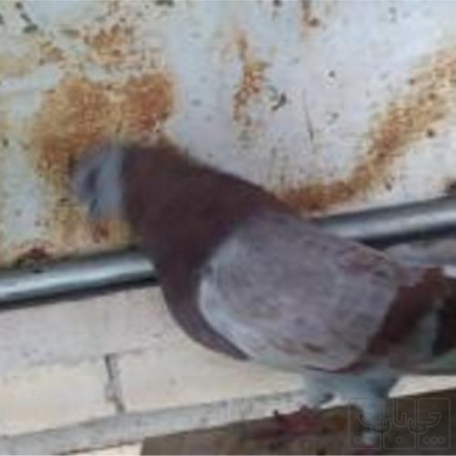 خانه و  آشپزخانه - حیوانات - پرندگان