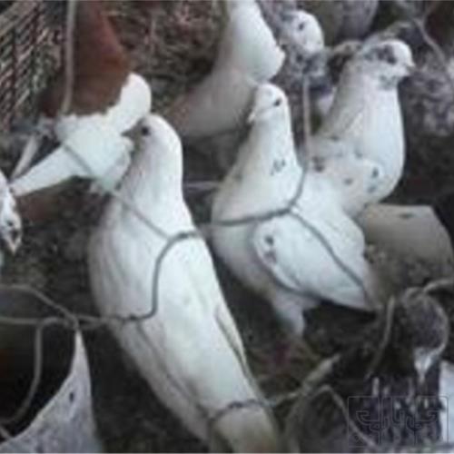 خانه و  آشپزخانه - حیوانات - پرندگان