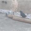 خانه و  آشپزخانه - حیوانات - پرندگان