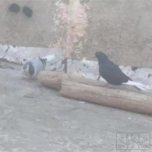 خانه و  آشپزخانه - حیوانات - پرندگان