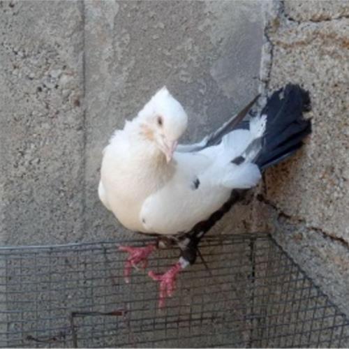 خانه و  آشپزخانه - حیوانات - پرندگان