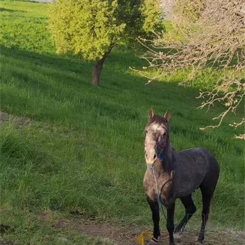 خانه و  آشپزخانه - حیوانات - پستانداران