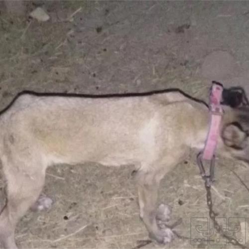 خانه و  آشپزخانه - حیوانات - پستانداران