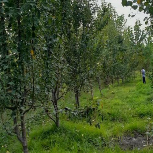 باغ و باغچه - انتقال مالکیت قطعی - ملکی