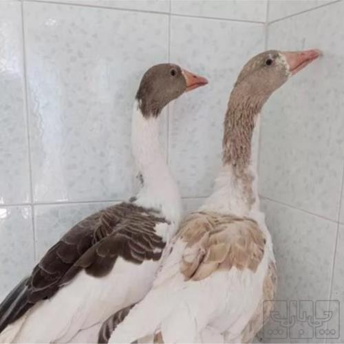 خانه و  آشپزخانه - حیوانات - پرندگان