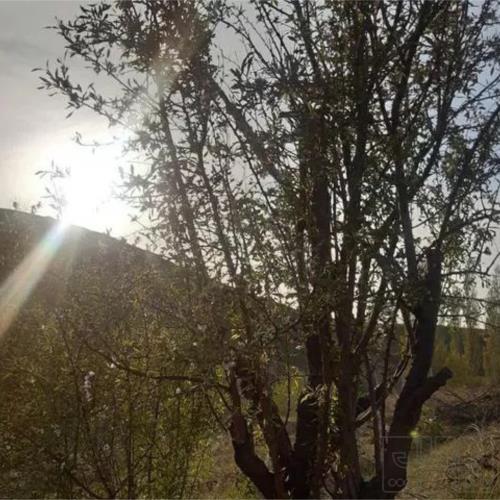 زمین زراعی