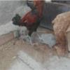 خانه و  آشپزخانه - حیوانات - پرندگان