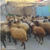 خانه و  آشپزخانه - حیوانات - پستانداران