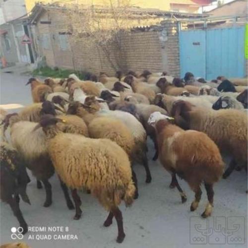 خانه و  آشپزخانه - حیوانات - پستانداران