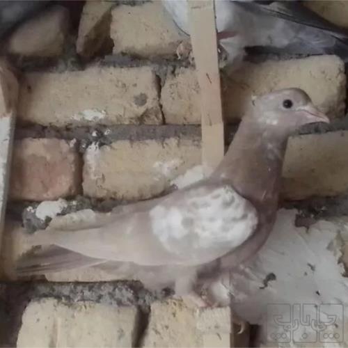 خانه و  آشپزخانه - حیوانات - پرندگان