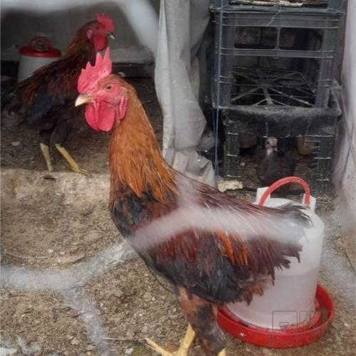 خانه و  آشپزخانه - حیوانات - پرندگان