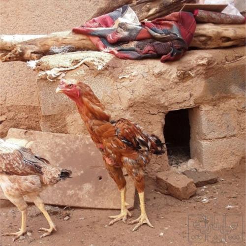 خانه و  آشپزخانه - حیوانات - پرندگان