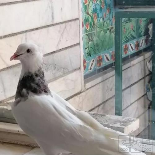 خانه و  آشپزخانه - حیوانات - پرندگان
