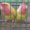 خانه و  آشپزخانه - حیوانات - پرندگان