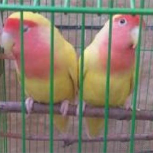 خانه و  آشپزخانه - حیوانات - پرندگان