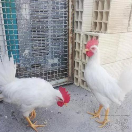 خانه و  آشپزخانه - حیوانات - پرندگان