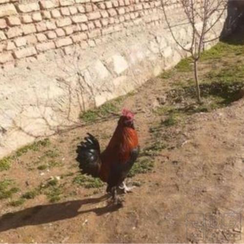 خانه و  آشپزخانه - حیوانات - پرندگان
