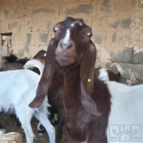 خانه و  آشپزخانه - حیوانات - پستانداران