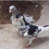 خانه و  آشپزخانه - حیوانات - پرندگان
