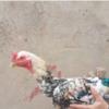 خانه و  آشپزخانه - حیوانات - پرندگان