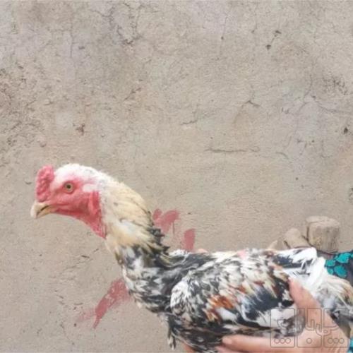 خانه و  آشپزخانه - حیوانات - پرندگان