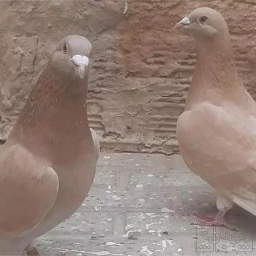 خانه و  آشپزخانه - حیوانات - پرندگان