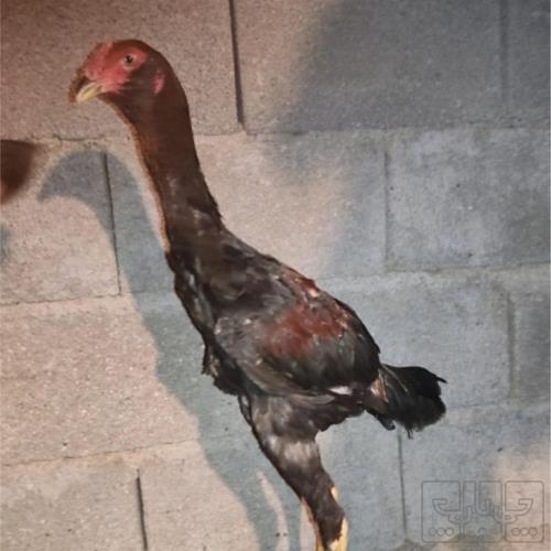 خانه و  آشپزخانه - حیوانات - پرندگان
