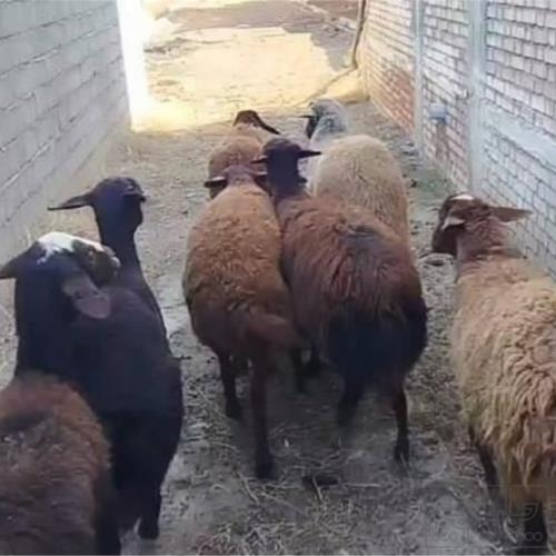 خانه و  آشپزخانه - حیوانات - پستانداران